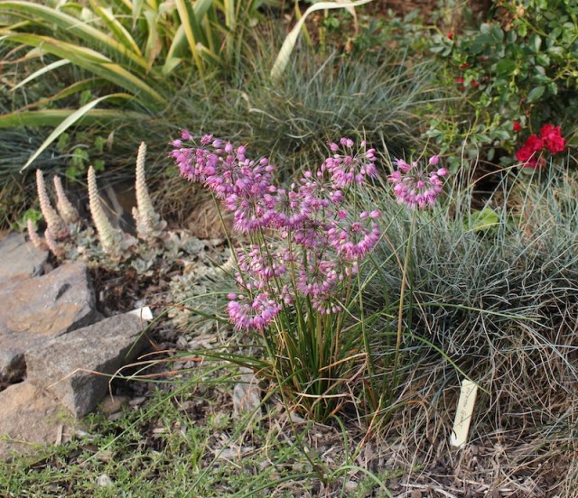 allium thunbergii ozawa