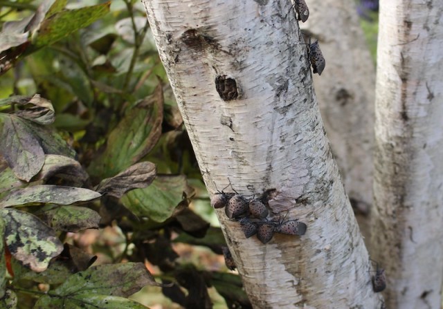 spotted lanternfly