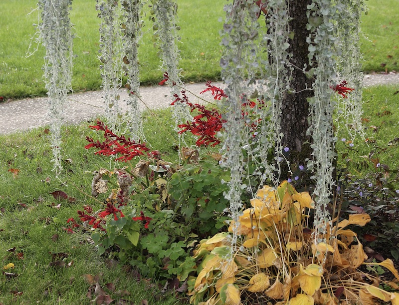 salvia splendens van houttei