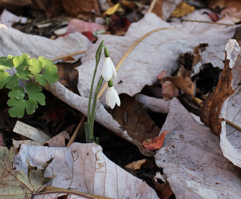 fall galanthus barnes