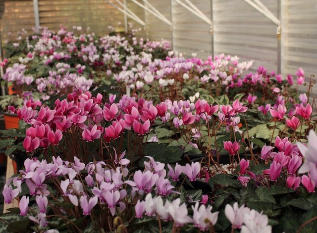 edgewood cyclamen