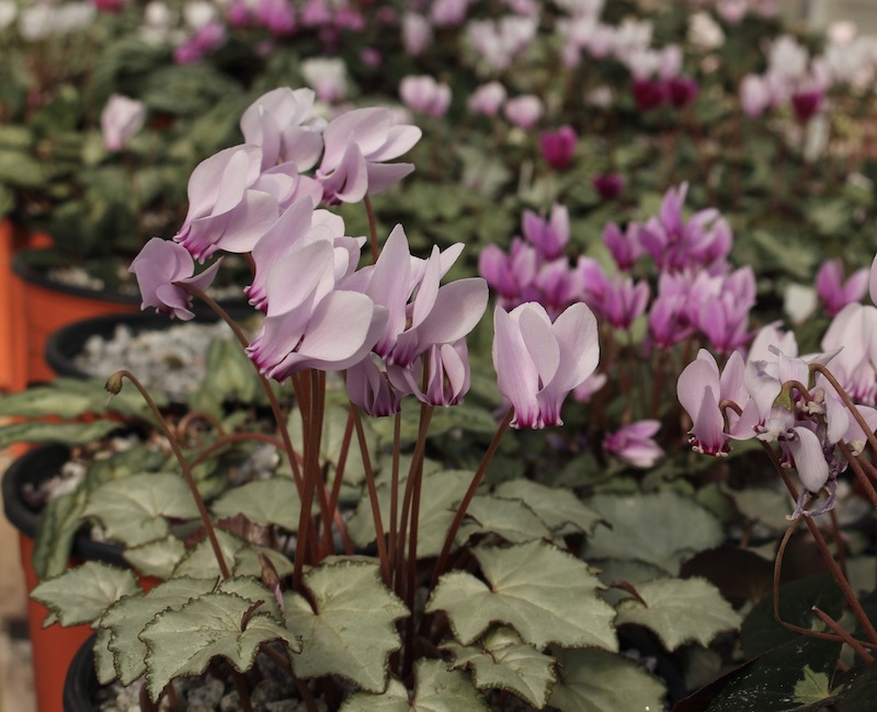 edgewood cyclamen