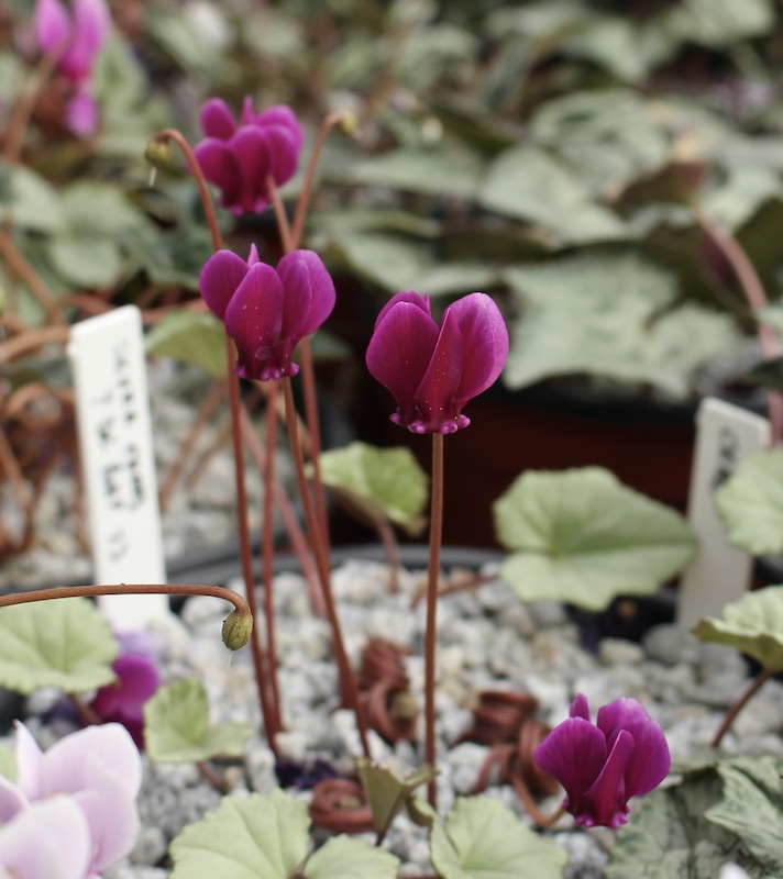 edgewood cyclamen