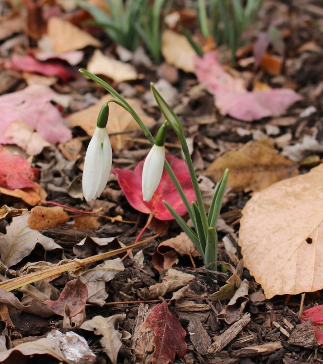 fall galanthus hoggets narrow