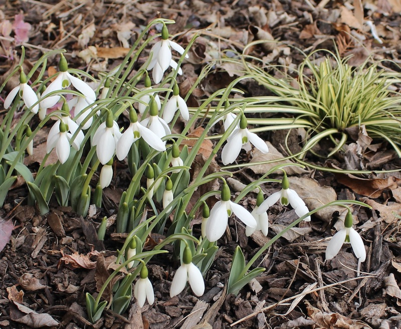 fall blooming snowdrop