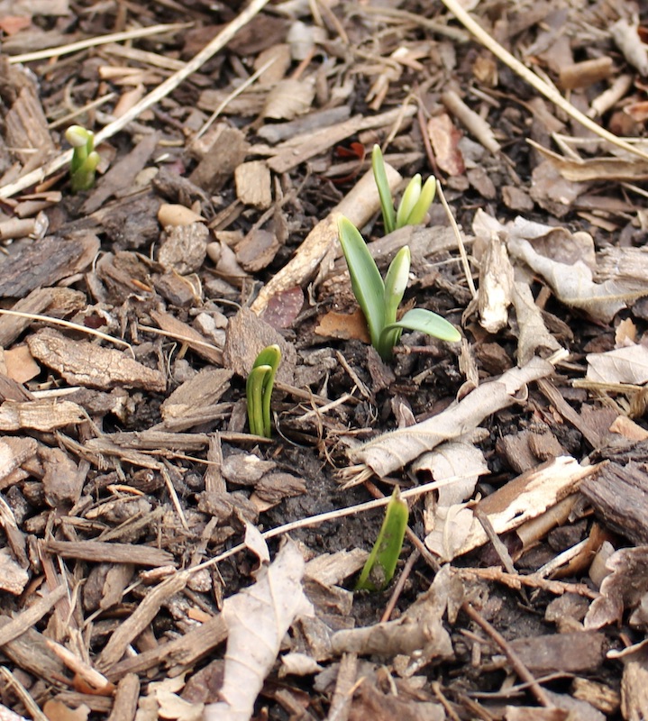 galanthus three ships