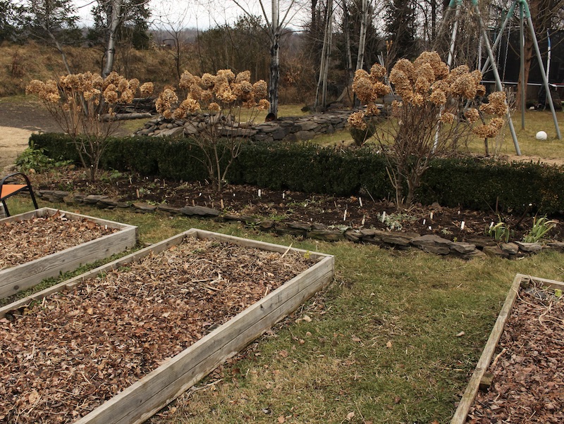 snowdrop galanthus garden