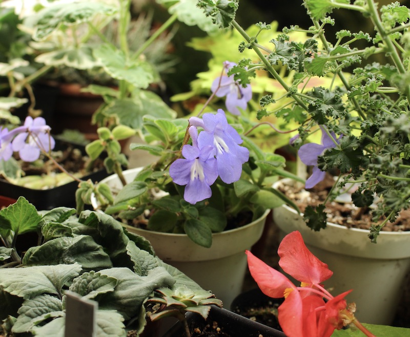 blue streptocarpella