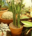 sansevieria fernwood
