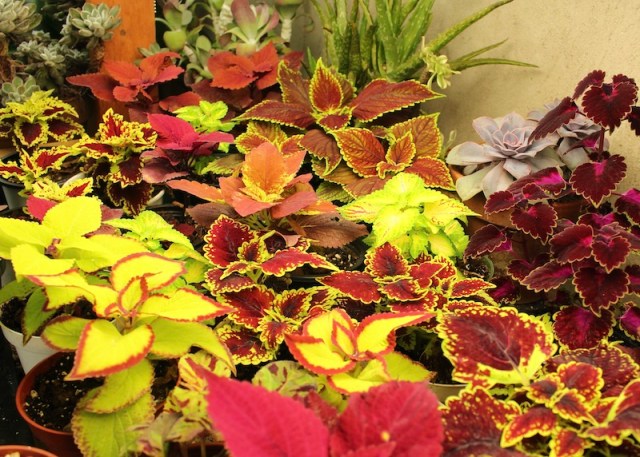 overwinter coleus cuttings