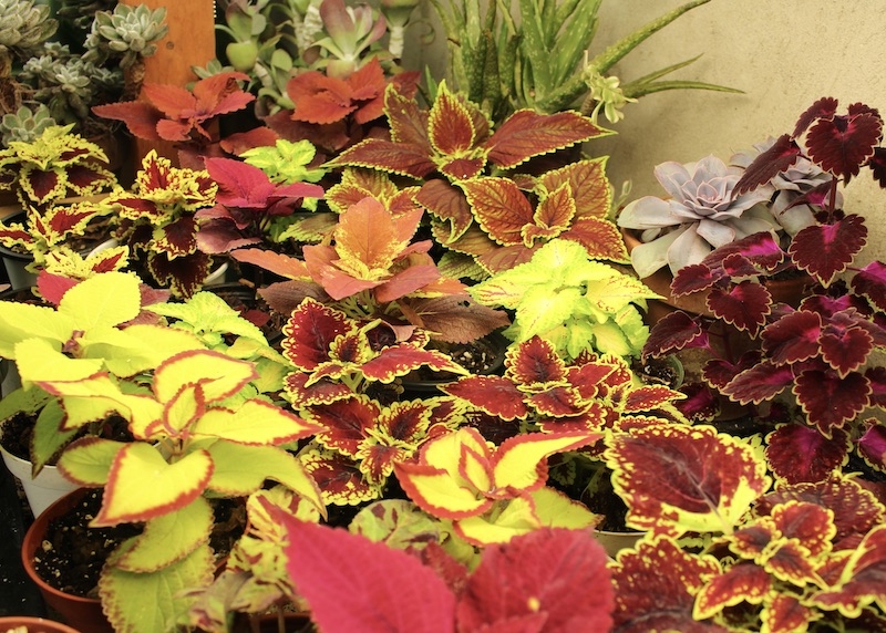 overwinter coleus cuttings