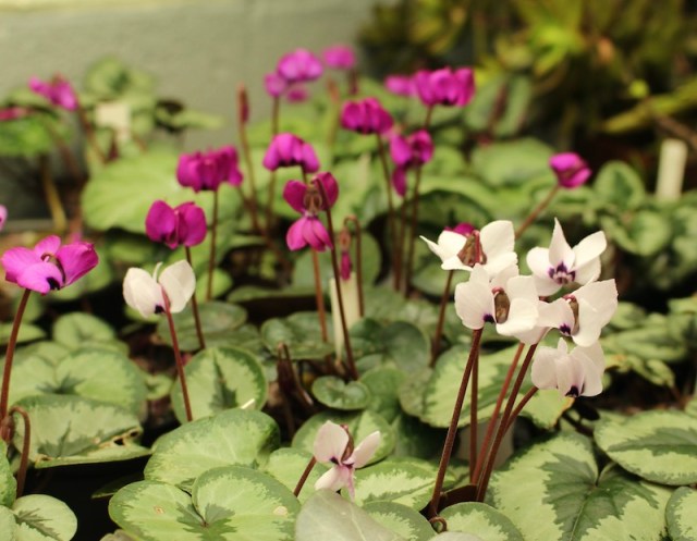 cyclamen coum indoors
