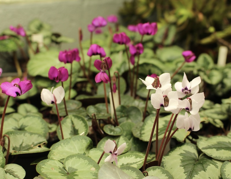 cyclamen coum indoors