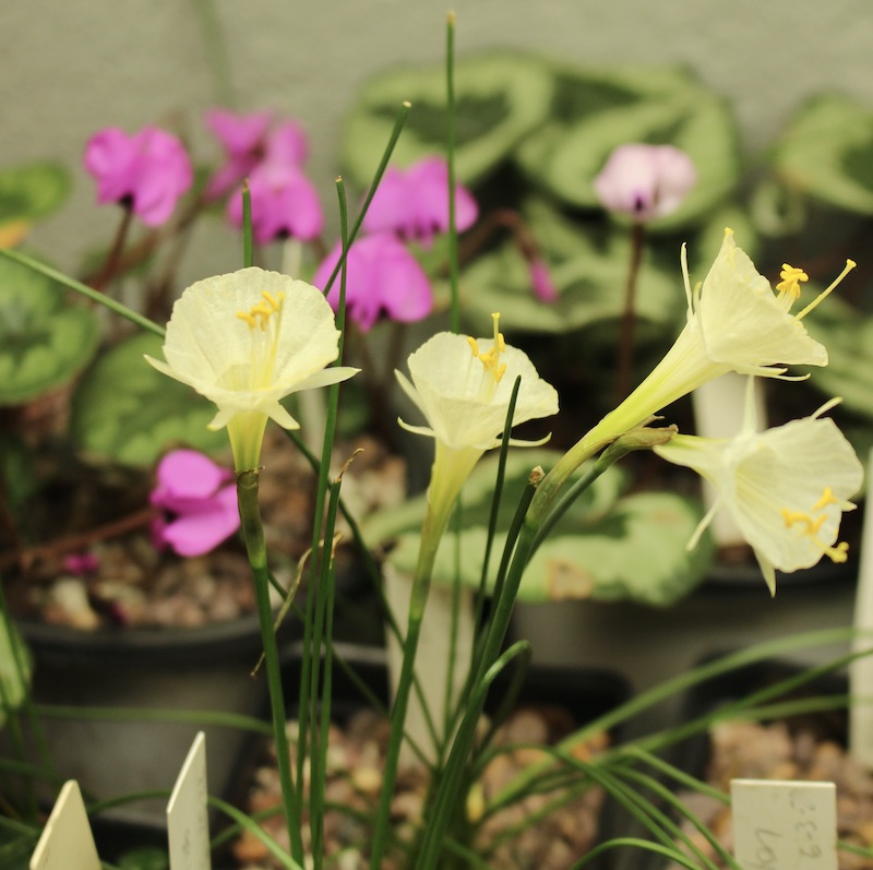 Narcissus romieuxii 'Craigton Clumper'