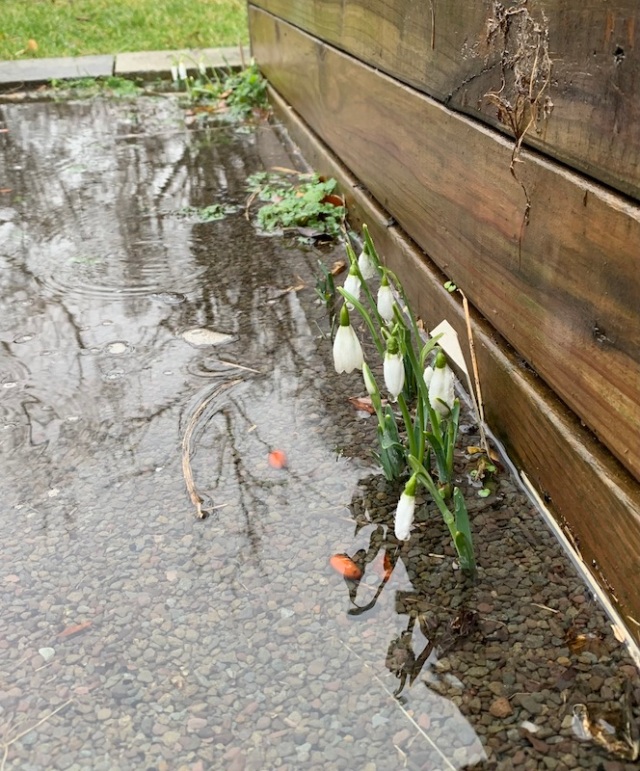 flooded snowdrops