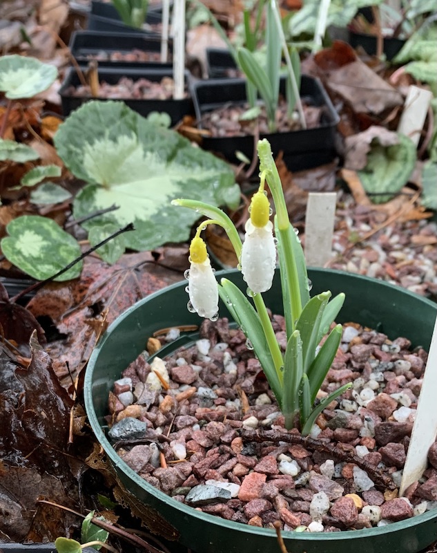galanthus dicks early