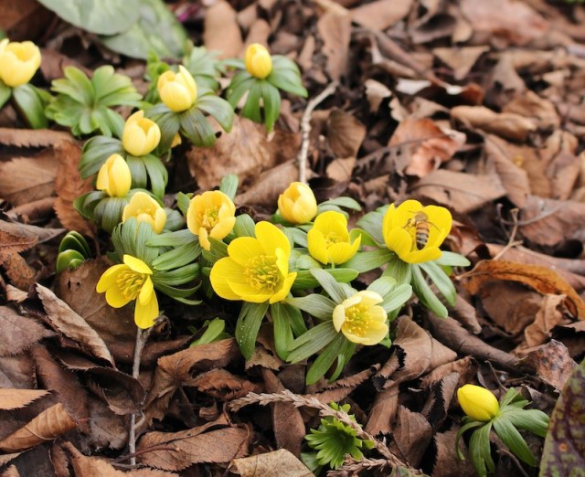 Winter Flowers « sorta like suburbia