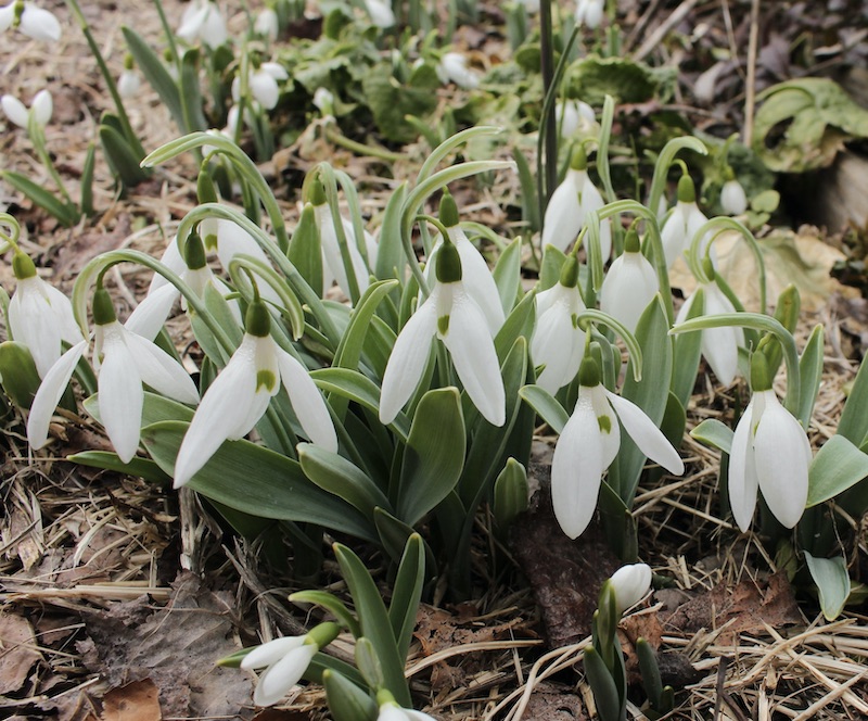 snowdrops