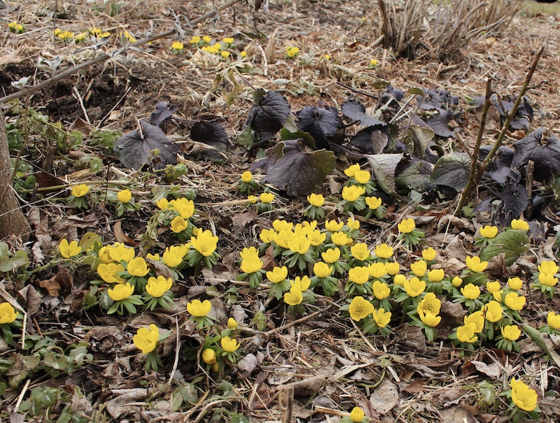 winter aconite eranthis