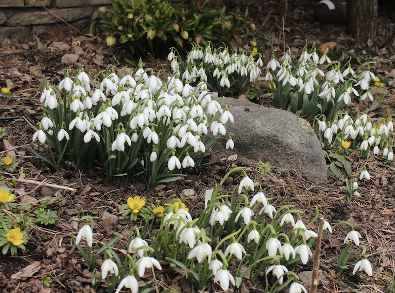 snowdrops