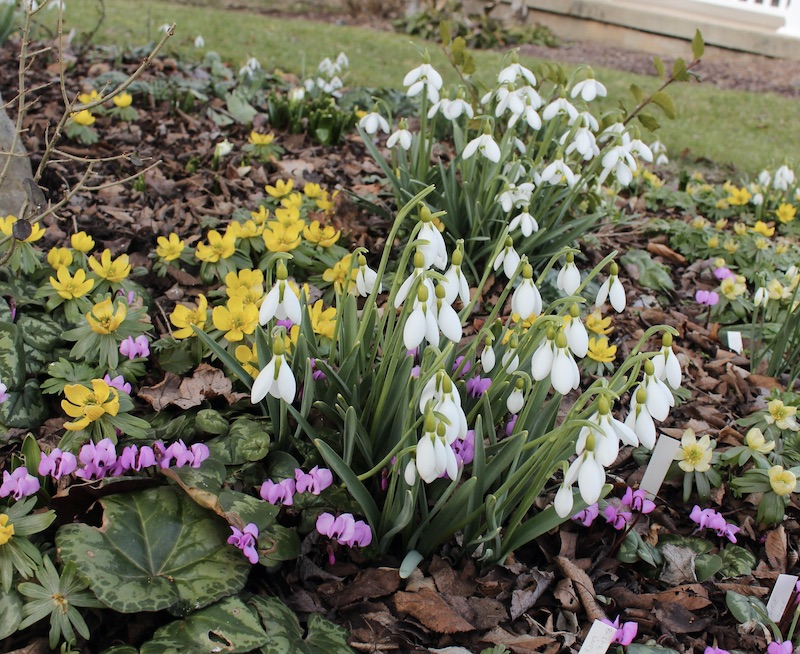 snowdrops and winter aconite