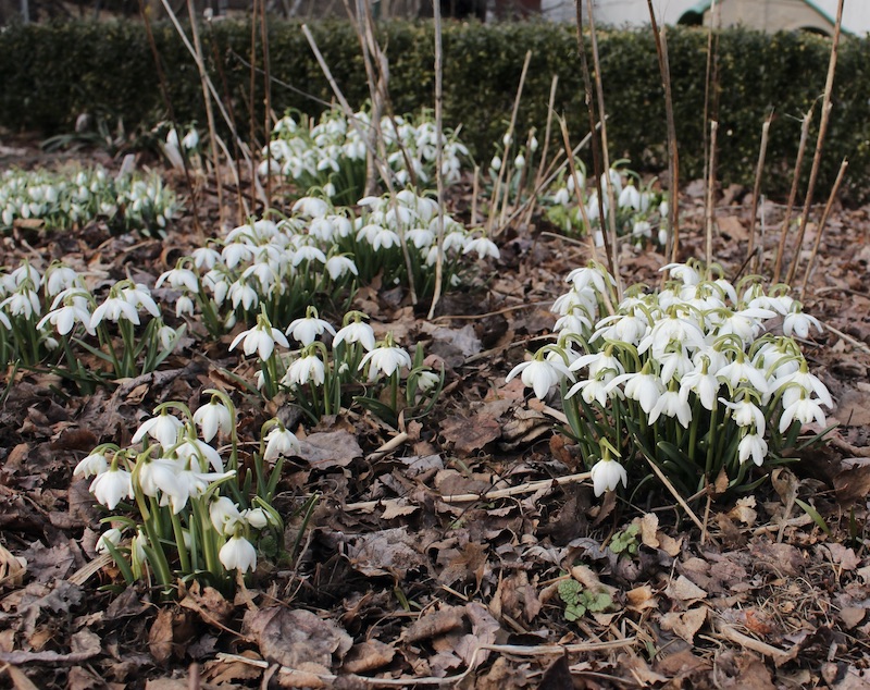 galanthus flore pleno double
