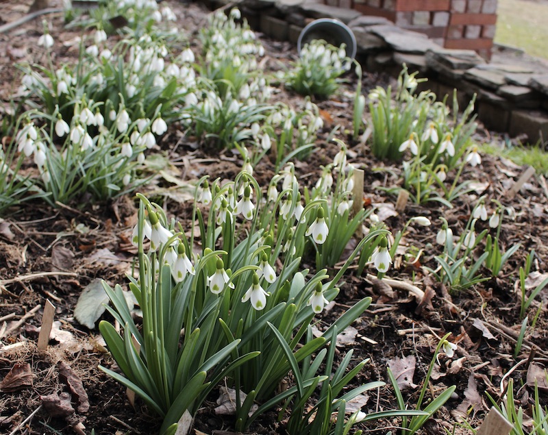 galanthus the wizard