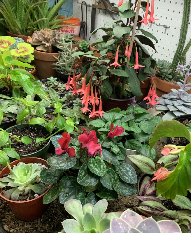 florist cyclamen care