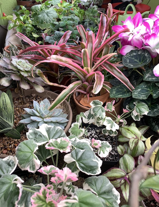 bromeliad neoregilia under lights