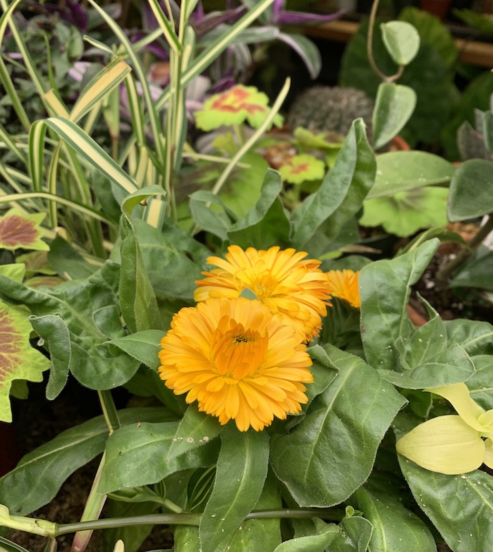calendula houseplant