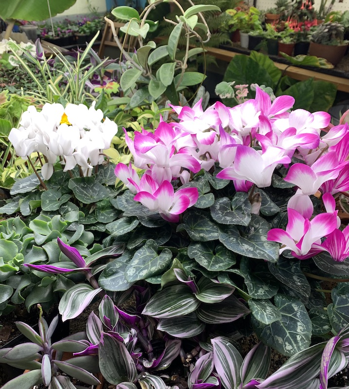 florist cyclamen care