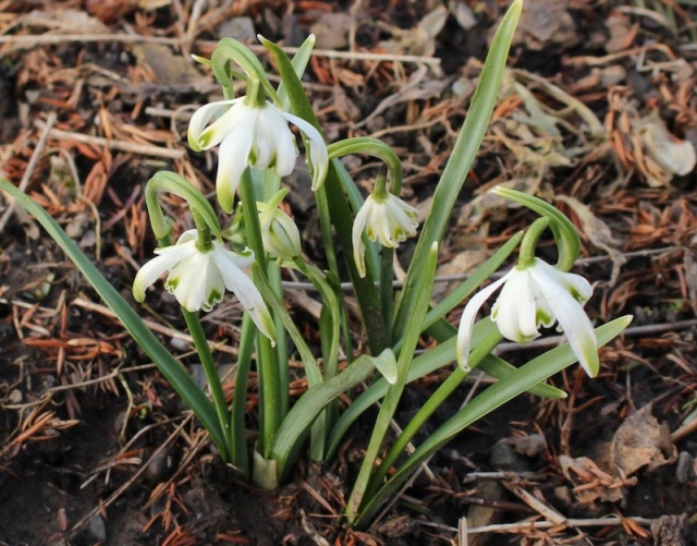 galanthus octopussy