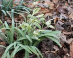 galanthus narwhal
