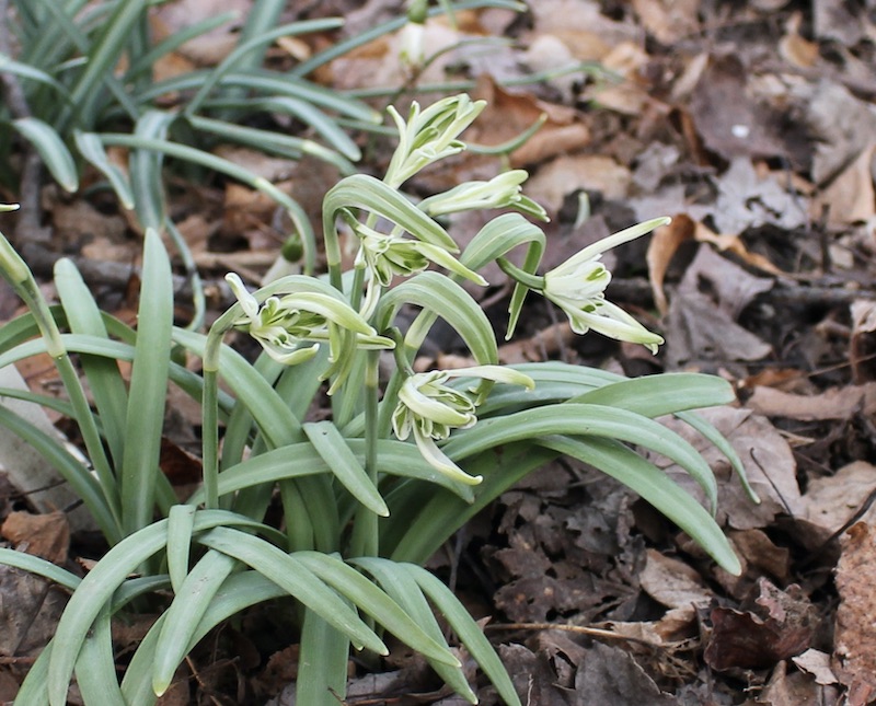 galanthus narwhal