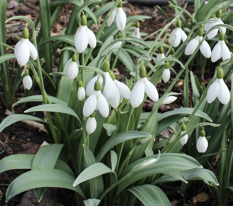 galanthus galadriel