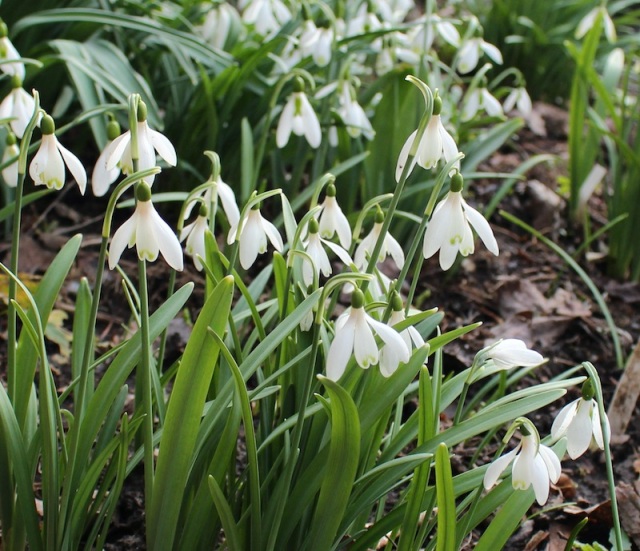 galanthus angeligue