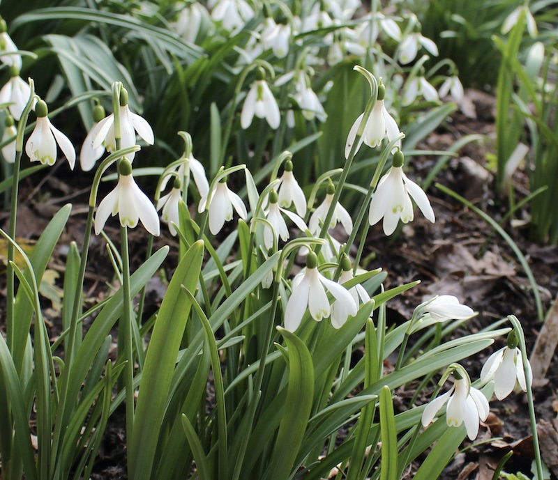 galanthus angeligue