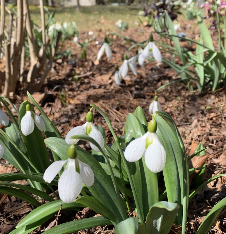 downington galanthus gala