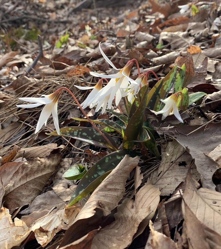 edgewood gardens erythronium sibiricum