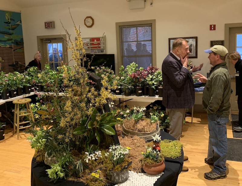 downington galanthus gala