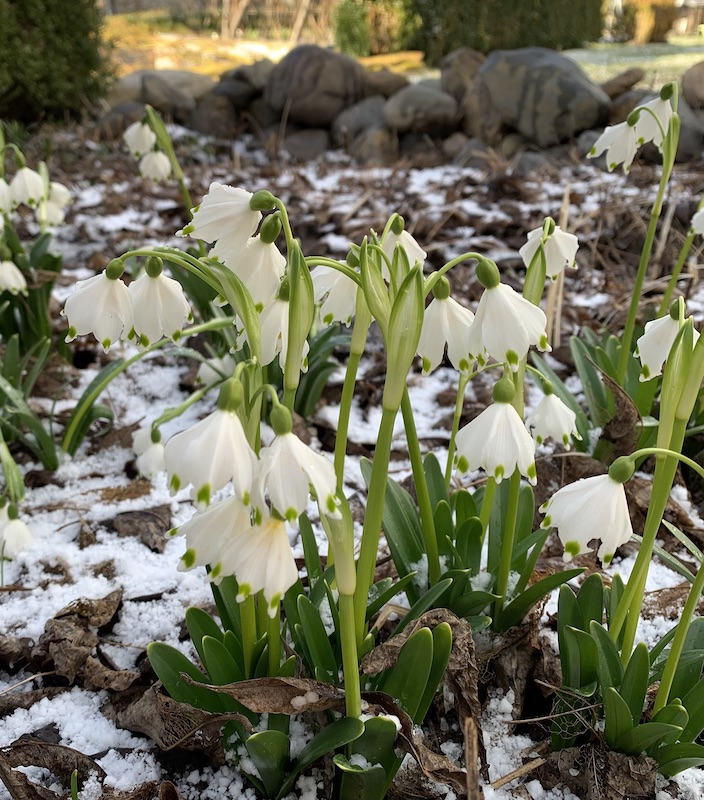 spring snsowflake leucojum vernum
