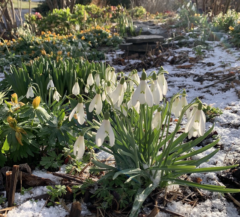 winter snowdrops
