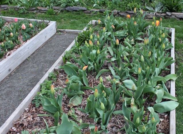 daffodils  sorta like suburbia