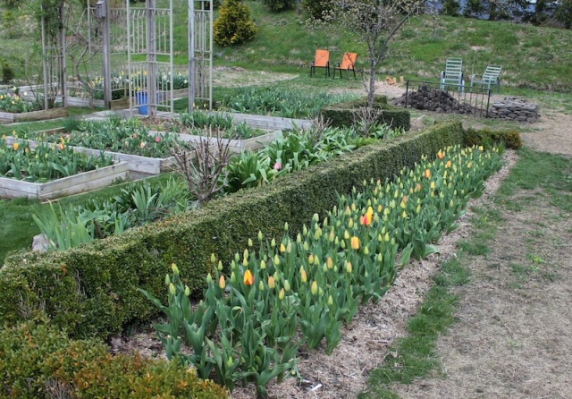 growing tulips