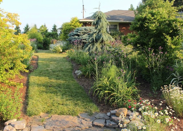 The daylily garden path