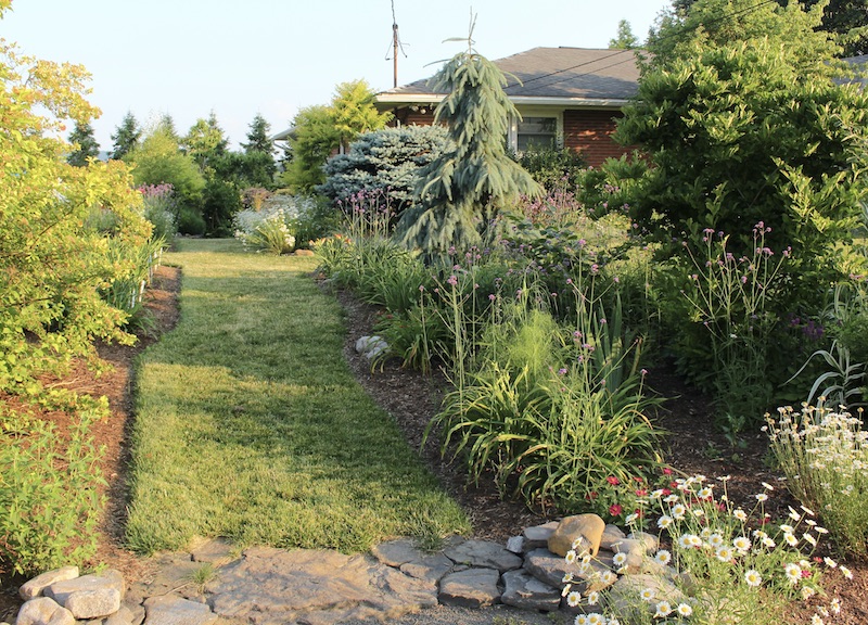 The daylily garden path