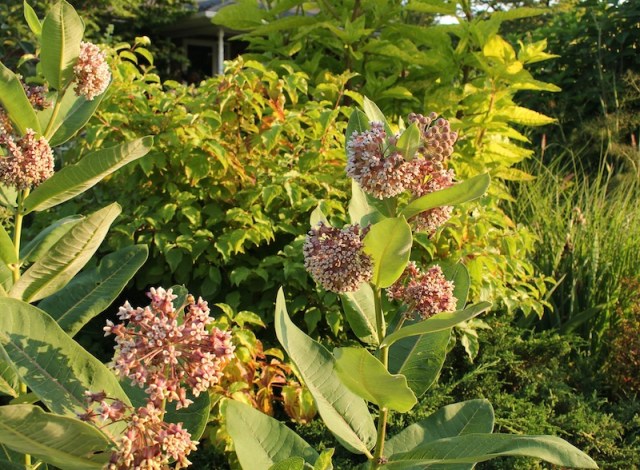 asclepias syrica