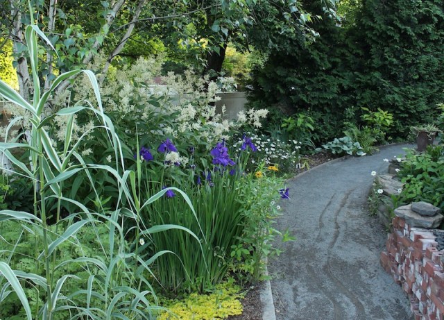 japanese iris along path
