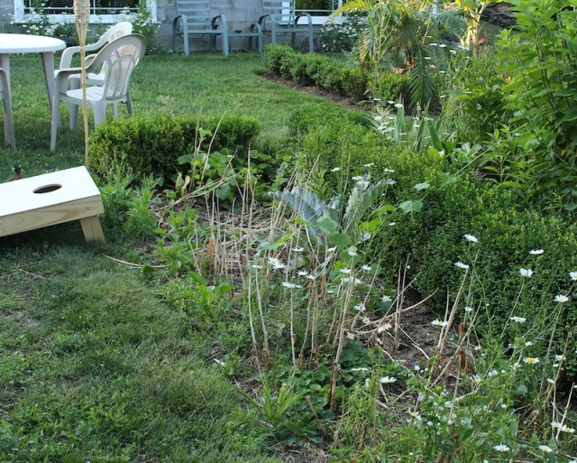 tulip bed before digging