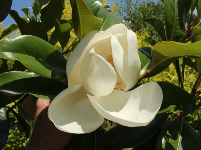 magnolia grandiflora flower
